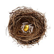 golden nest egg