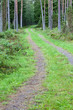 Forest dirt road