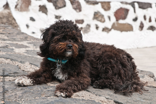 Photo: Black homeless dog, shaggy mutt at the street, lost it's home Black homeless dog, shaggy mutt at the street, lost it's home