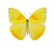 Yellow butterfly isolated on white
