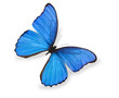 Blue butterfly isolated on white
