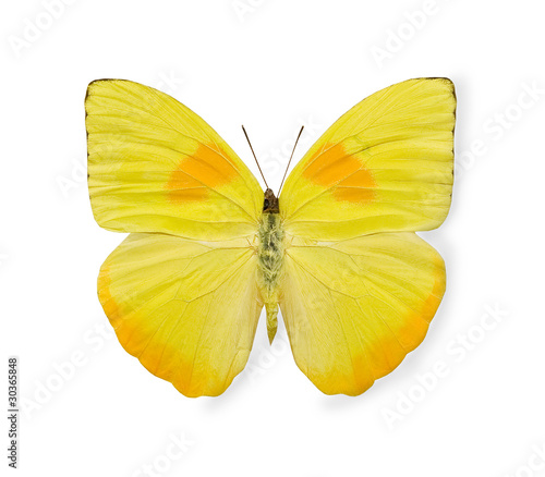 Foto: Yellow butterfly isolated on white Yellow butterfly isolated on white