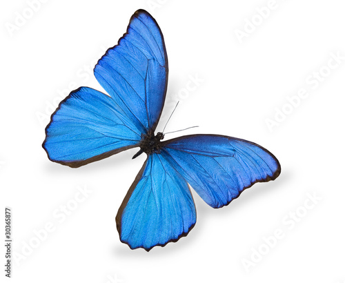 Photo: Blue butterfly isolated on white Blue butterfly isolated on white