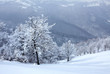 Winter trees