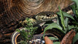 Garter snake