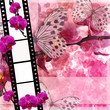 Butterflies and orchids flowers  pink background  with film fram