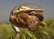 Pane