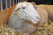 mouton dans son box