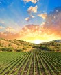 vineyard in a mountain valley at the sunset vineyard in a mountain valley at the sunset