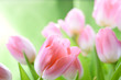 tulips flowers tulips flowers