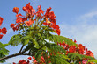Arbre flamboyant en fleurs sur fond de ciel bleu