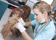 Photo : Lady vet on work Lady vet on work