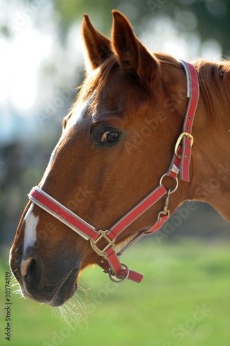 Photo: cavallo cavallo