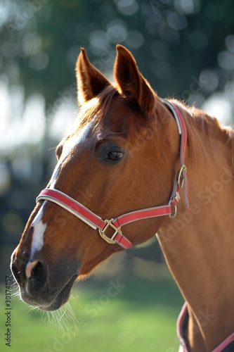 Photo: cavallo cavallo