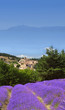 lavande 3