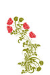 arbuste de roses rouges