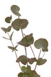 Eucalyptus