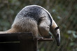 Photo: Giant Anteater siting and bending forward, Belize Zoo Giant Anteater siting and bending forward, Belize Zoo
