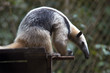 Giant Anteater siting and bending forward, Belize Zoo Giant Anteater siting and bending forward, Belize Zoo
