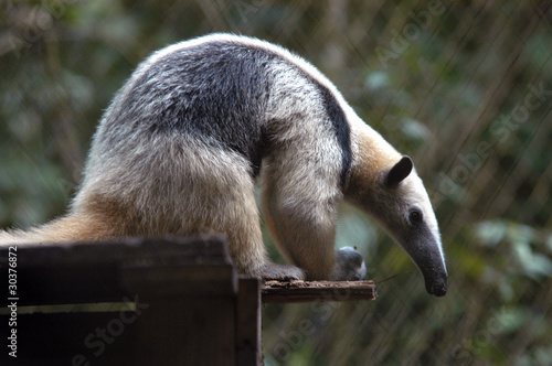 Photo: Giant Anteater siting and bending forward, Belize Zoo Giant Anteater siting and bending forward, Belize Zoo