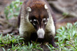 Photo: small mammal from belize zoo small mammal from belize zoo