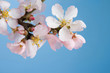 Flowering almond branch Flowering almond branch
