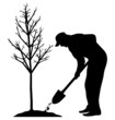Planting a tree