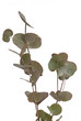 Eucalyptus