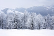 Winter trees