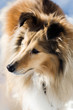 Photo: Sheltie Sheltie