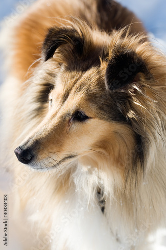 Photo: Sheltie Sheltie