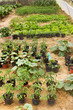 vegetable garden