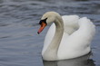 Cygne sur l'eau