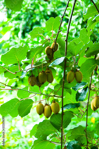 Photo: Big cluster of kiwi fruit on the tree Big cluster of kiwi fruit on the tree