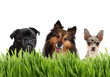 Group of small dogs