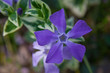 flower(vinca)_001