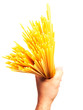 Spaghetti