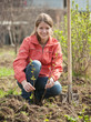 woman resetting  raspberry sprouts