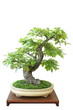 Bonsai