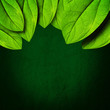 Dark green leaf background