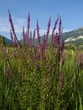 Salicaire en fleur - Lythum salicaria