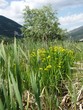 Zone humide fragile à Iris pseudacorus