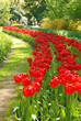 Keukenhof park