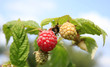 Foto: Himbeeren Himbeeren