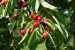 Foto: kirschen kirschen