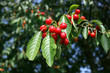 Foto: kirschen kirschen