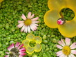 Frühlingserwachen Frühlingserwachen