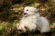 wildes Toben