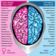 Human brain left and right functions Human brain left and right functions
