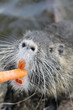 Photo: sumpfbiber füttern sumpfbiber füttern